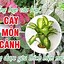 Cây Môn Cảnh Lá Hồng