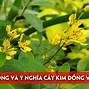 Thiệu Về Ý Nghĩa Cây Kim